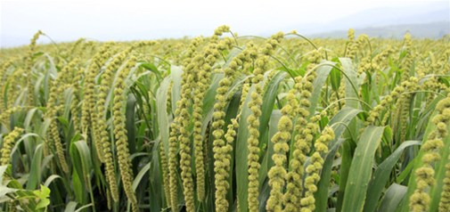 懶人經(jīng)濟催熱全自動(dòng)炒菜鍋 科技產(chǎn)品解決吃飯難題